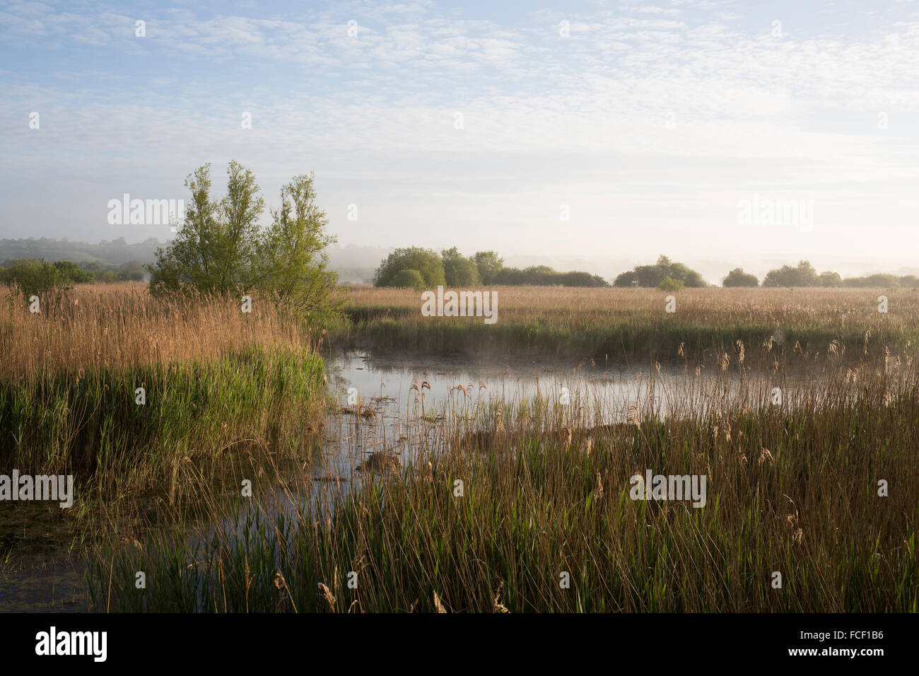 Reed bed at Westhay Moor NNR on the Somerset Levels. Dawn in the Spring Stock Photo