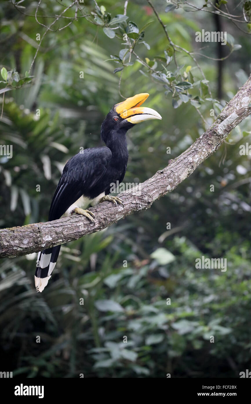 Rhinoceros hornbill, Buceros rhinoceros, single bird on branch, Sumatra, January 2016 Stock Photo