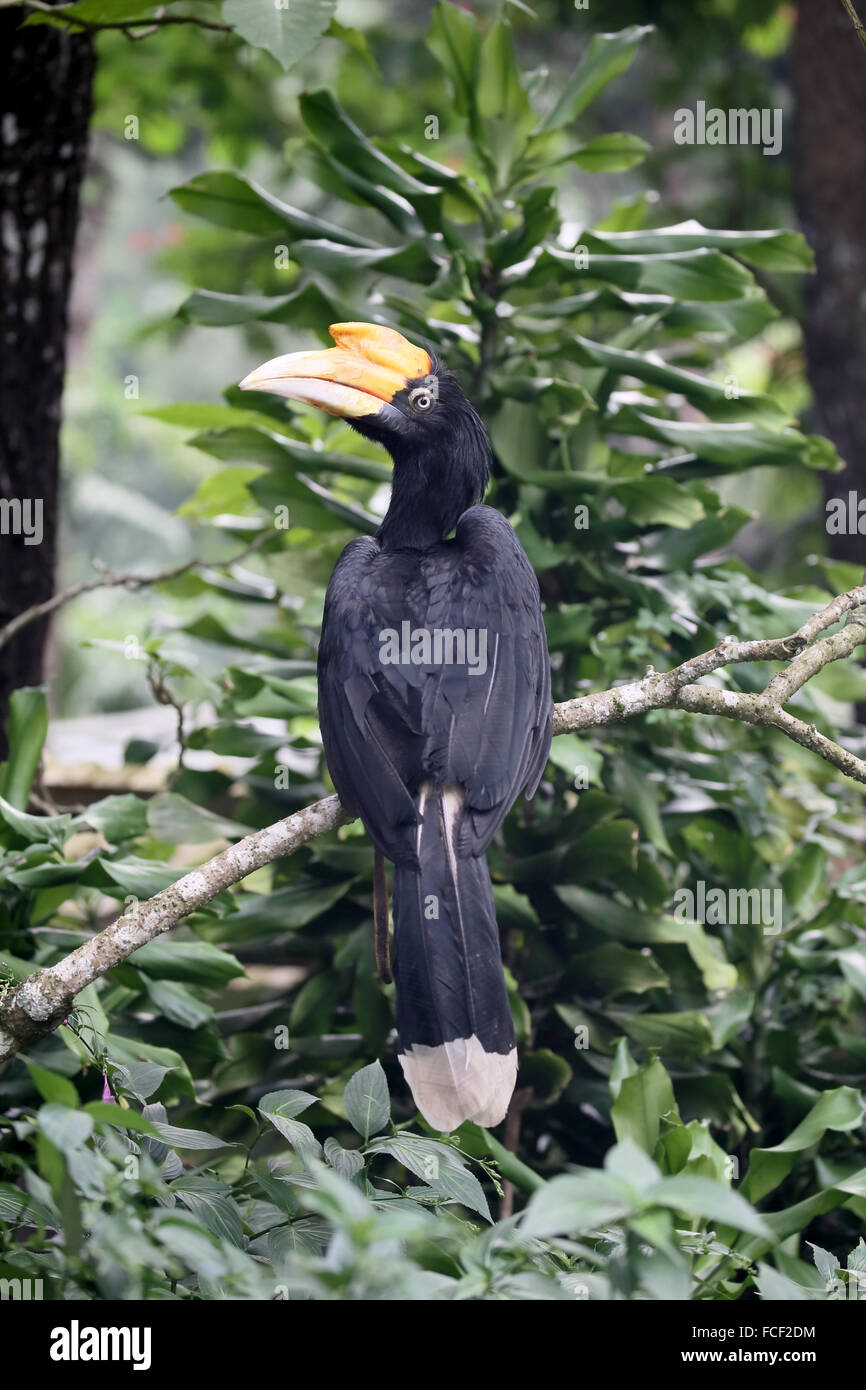 Rhinoceros hornbill, Buceros rhinoceros, single bird on branch, Sumatra, January 2016 Stock Photo