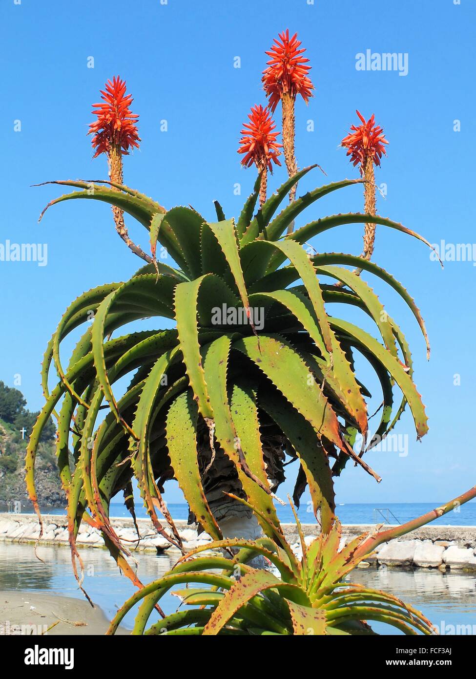 At the port of Laco Ameno the Aloe Vera arborescens also blooms in February 2015 Stock Photo