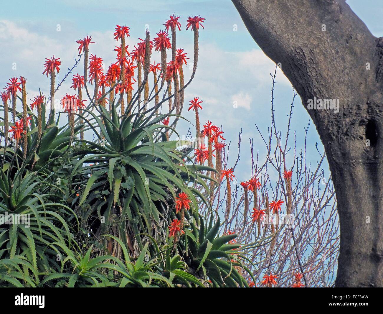 The red flowers of Aloe Vera (Aloe arborescens) and its lush green leaves adorn in February the gardens of Castello Aragonese opposite the island of Ischia. Stock Photo