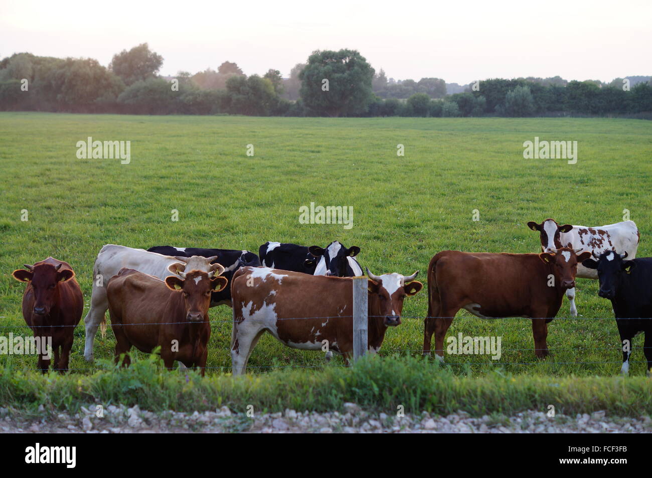 Cow on grass Stock Photo