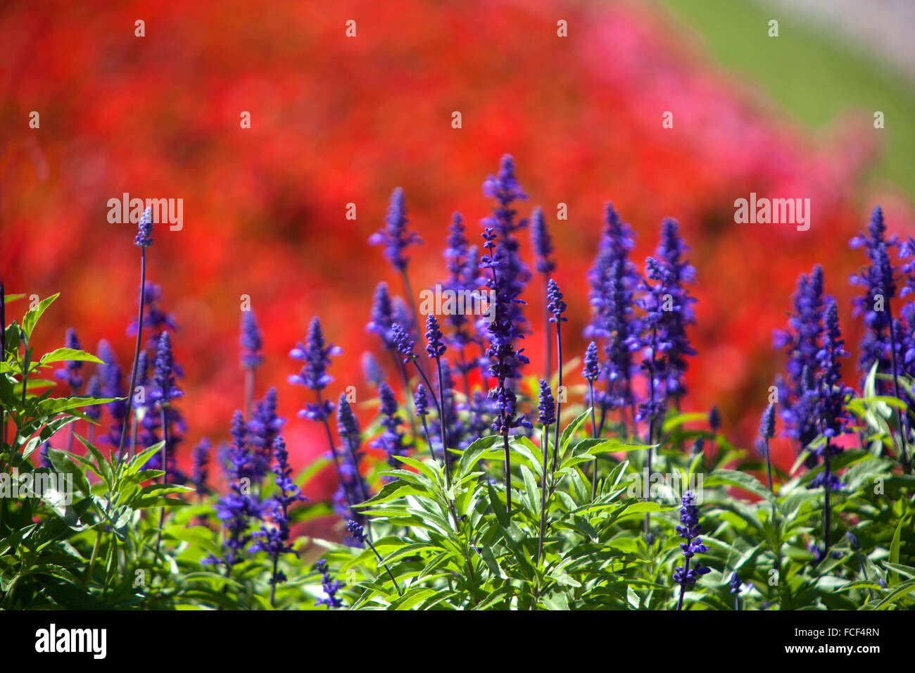 Field of a purple salvia garden in summertime Stock Photo