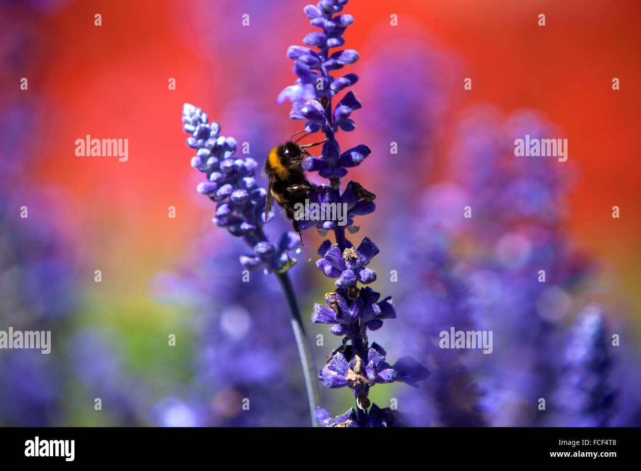 Closeup of a bumblebee in a field of purple salvia, summertime Stock Photo