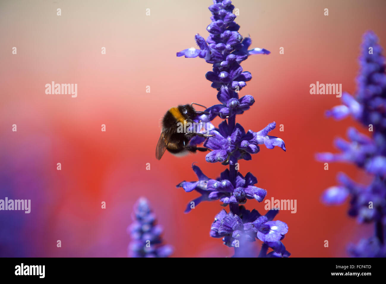 Closeup of a bumblebee in a field of purple salvia, summertime Stock Photo