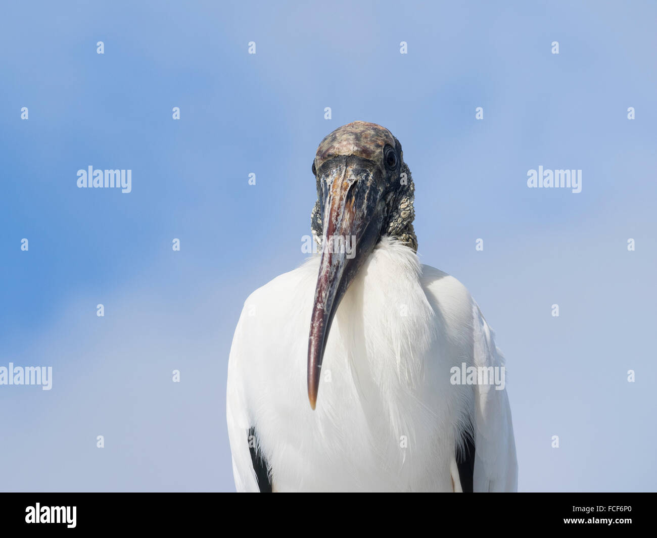 Wood Stork Stock Photo