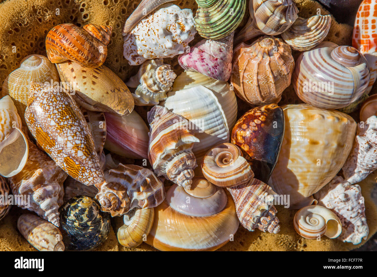 Close-up of sea shells filling frame Stock Photo