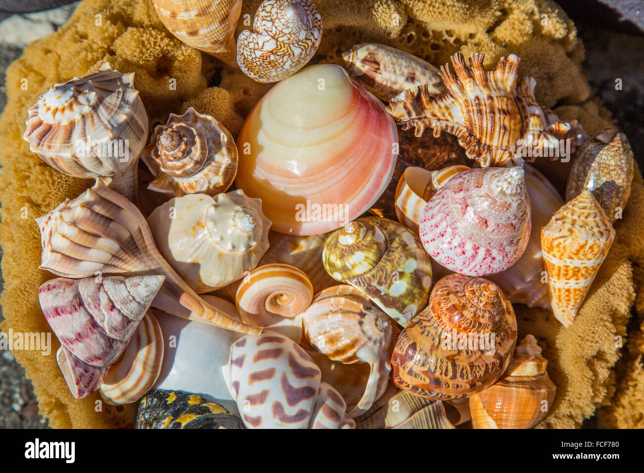 Close-up of sea shells filling frame Stock Photo