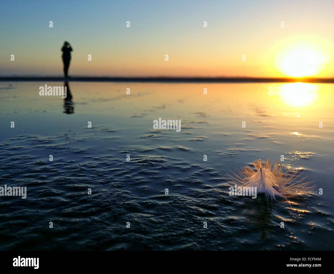 Flower And Silhouette In Background Stock Photo - Alamy