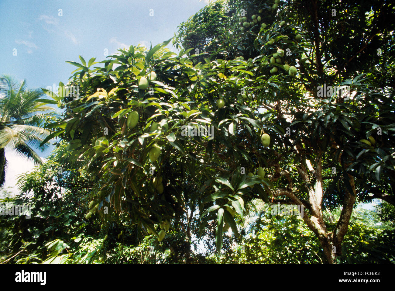 Dominican Republic Fruit Farm Mangos Growing Stock Photo Alamy