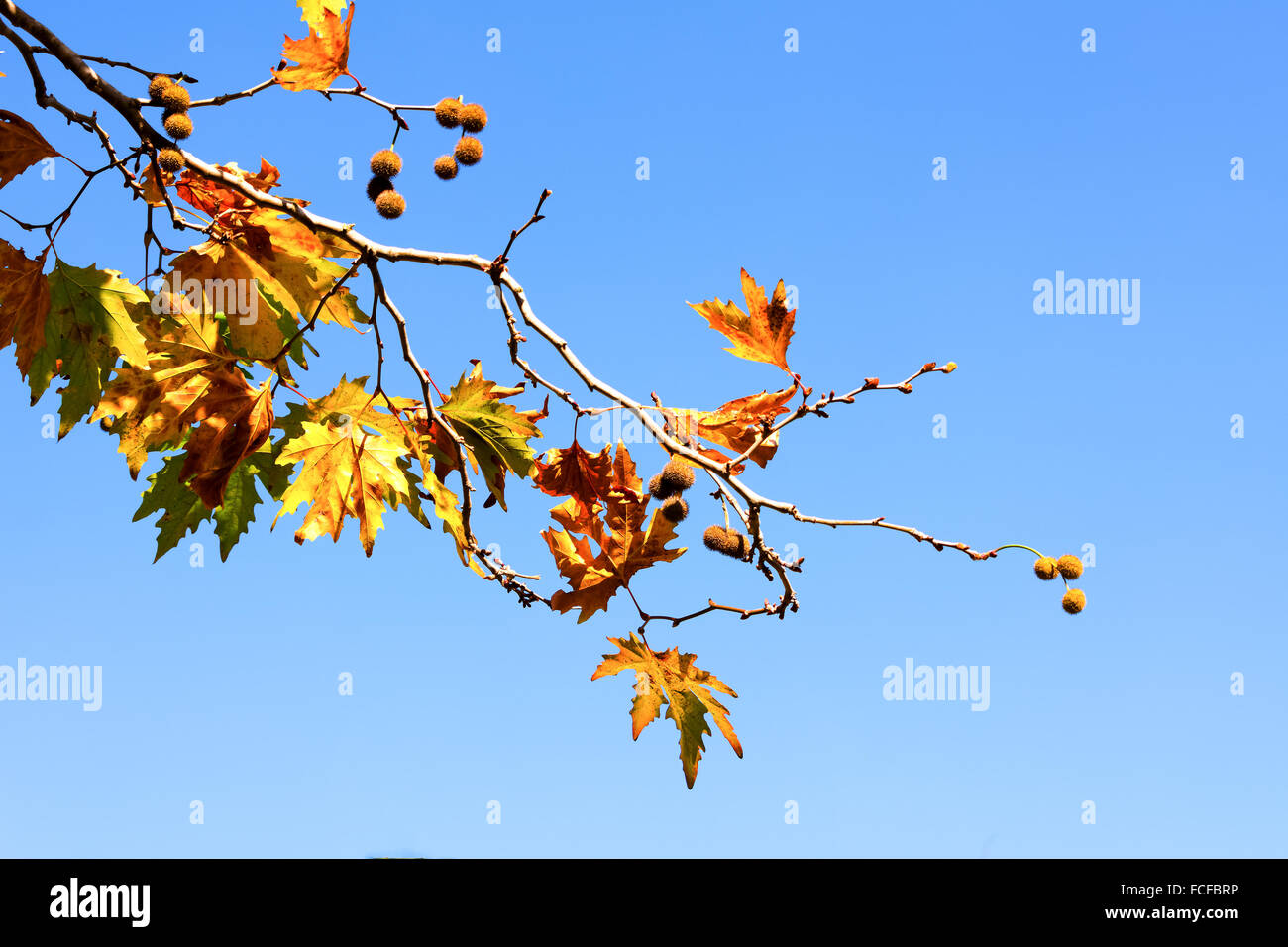 A branches of autumn leaves against the dark blue sky Stock Photo - Alamy