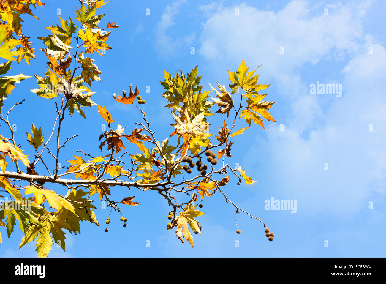 A branches of autumn leaves against the dark blue sky Stock Photo - Alamy