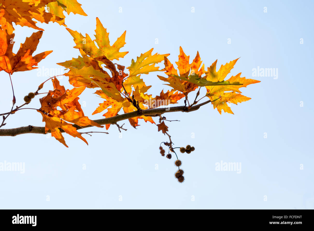 A branch of autumn leaves against the blue sky Stock Photo - Alamy