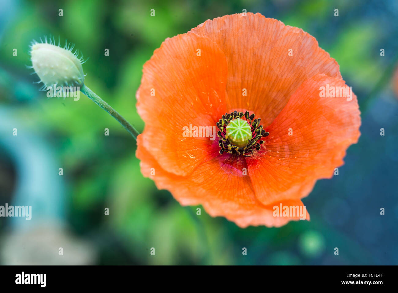 Blossom poppy flower hi-res stock photography and images - Alamy