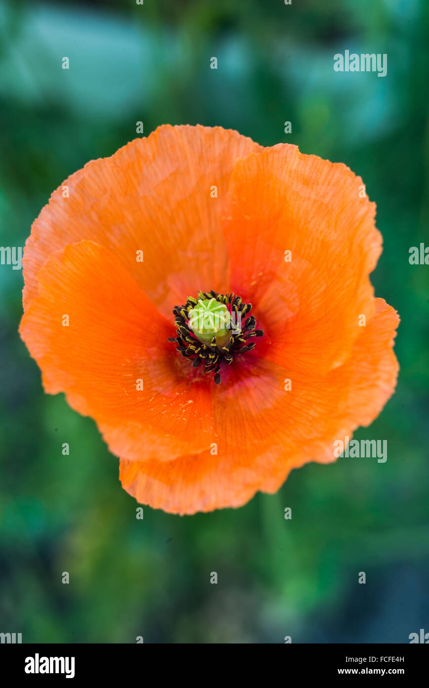 Blossom poppy flower hi-res stock photography and images - Alamy