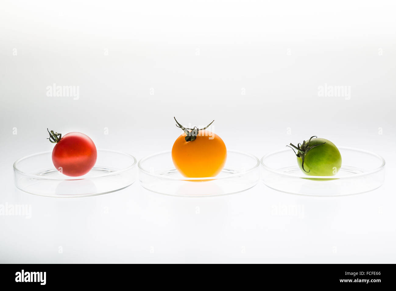 Genetic modification of tomatoes. Conceptual image of slices of tomatoes in petri dishes. Stock Photo