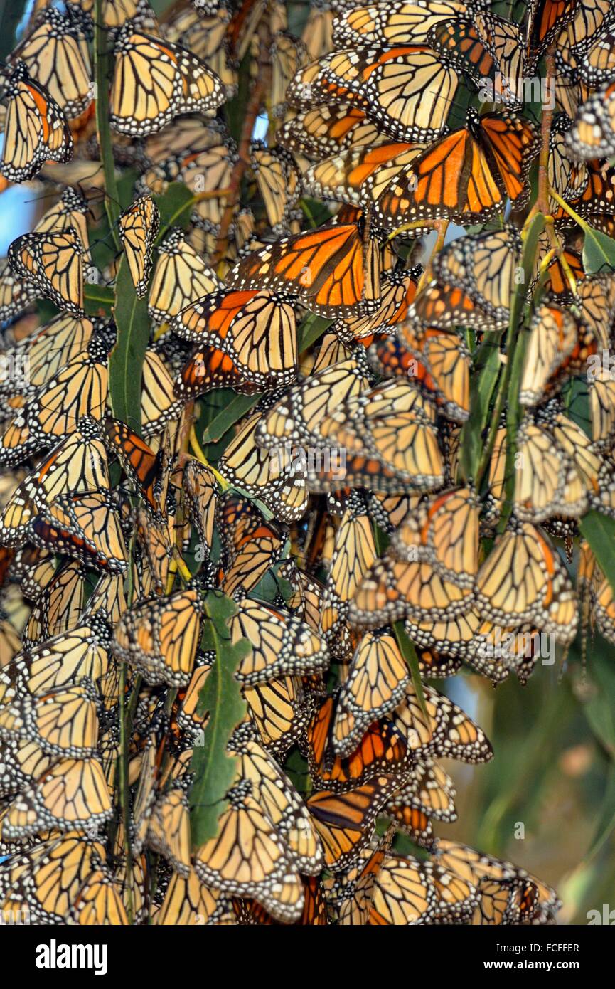 Monarch Cycle Hi-res Stock Photography And Images - Alamy