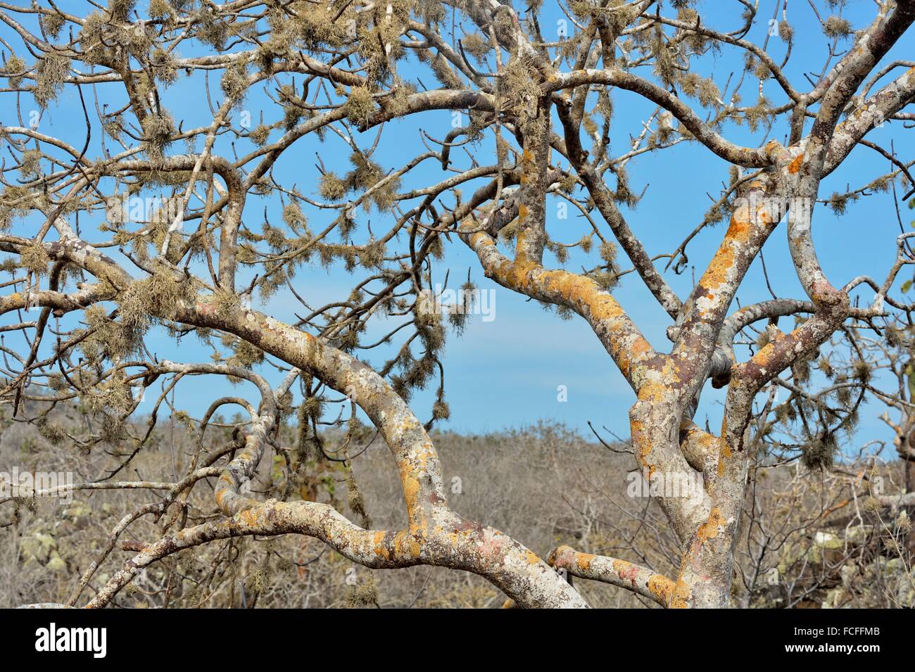 Incense tree (Palo santo), Galapagos Islands National Park, Santa Fe  Island, Ecuador Stock Photo - Alamy