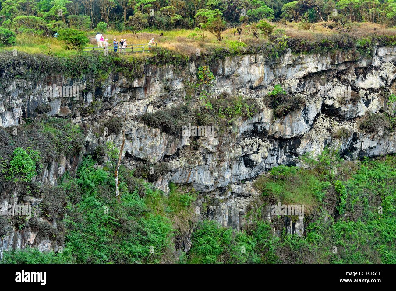 Scalesia forest and vegetation around the Twin Craters Los Gemelos