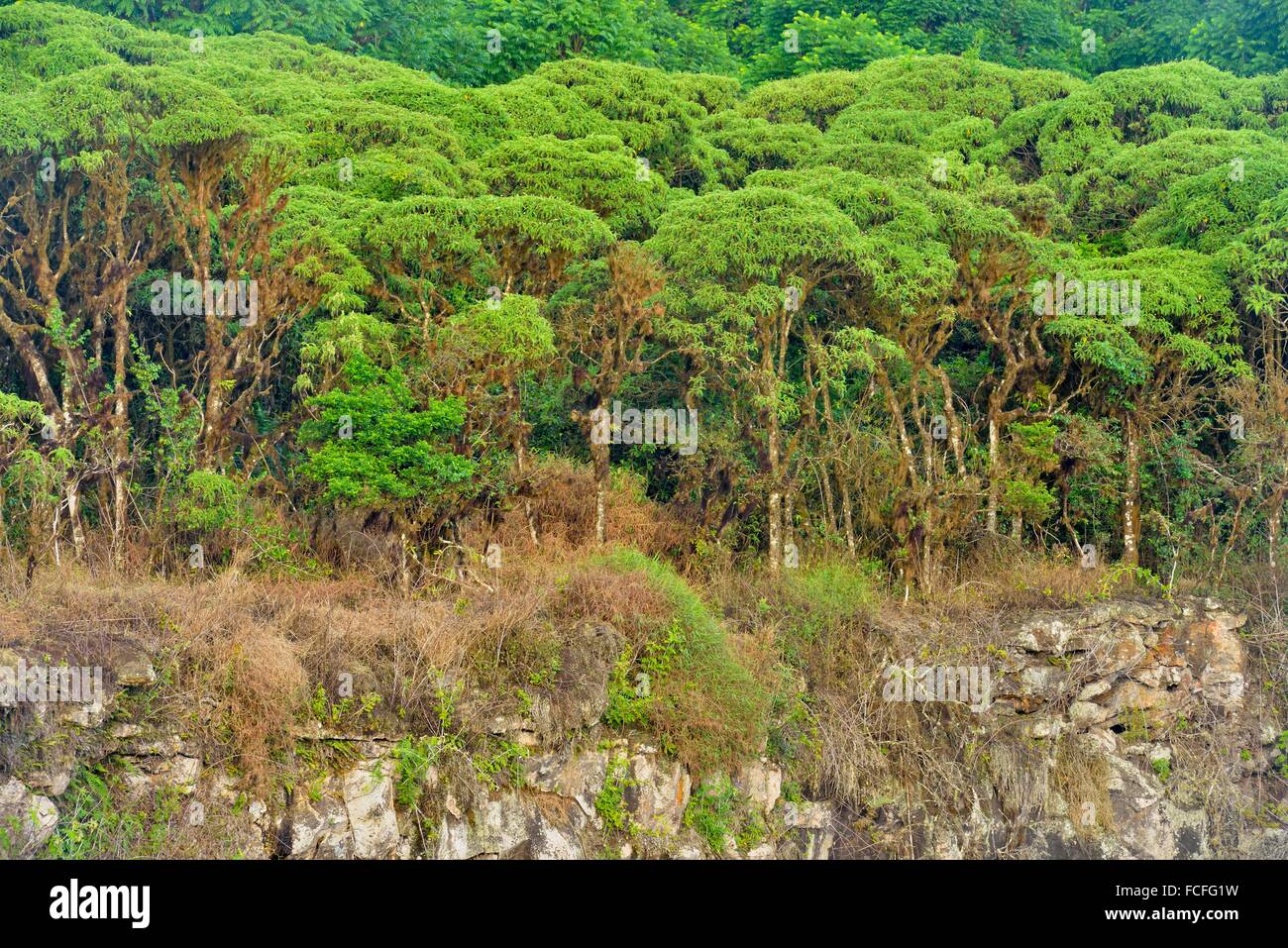 Scalesia forest and vegetation around the Twin Craters Los Gemelos