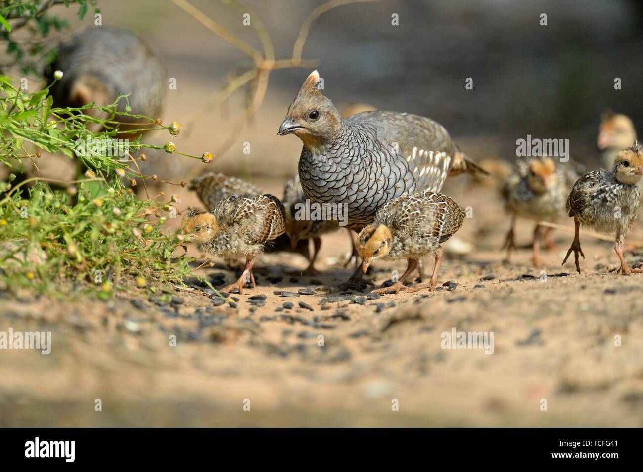 Scaled quail (Callipepla squamata) Adults and chicks Stock Photo - Alamy