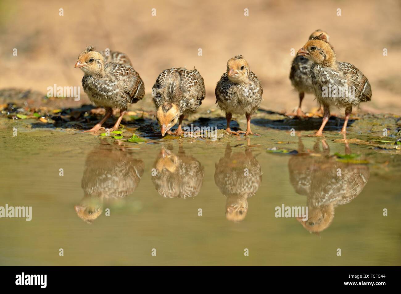Scaled quail hi-res stock photography and images - Alamy