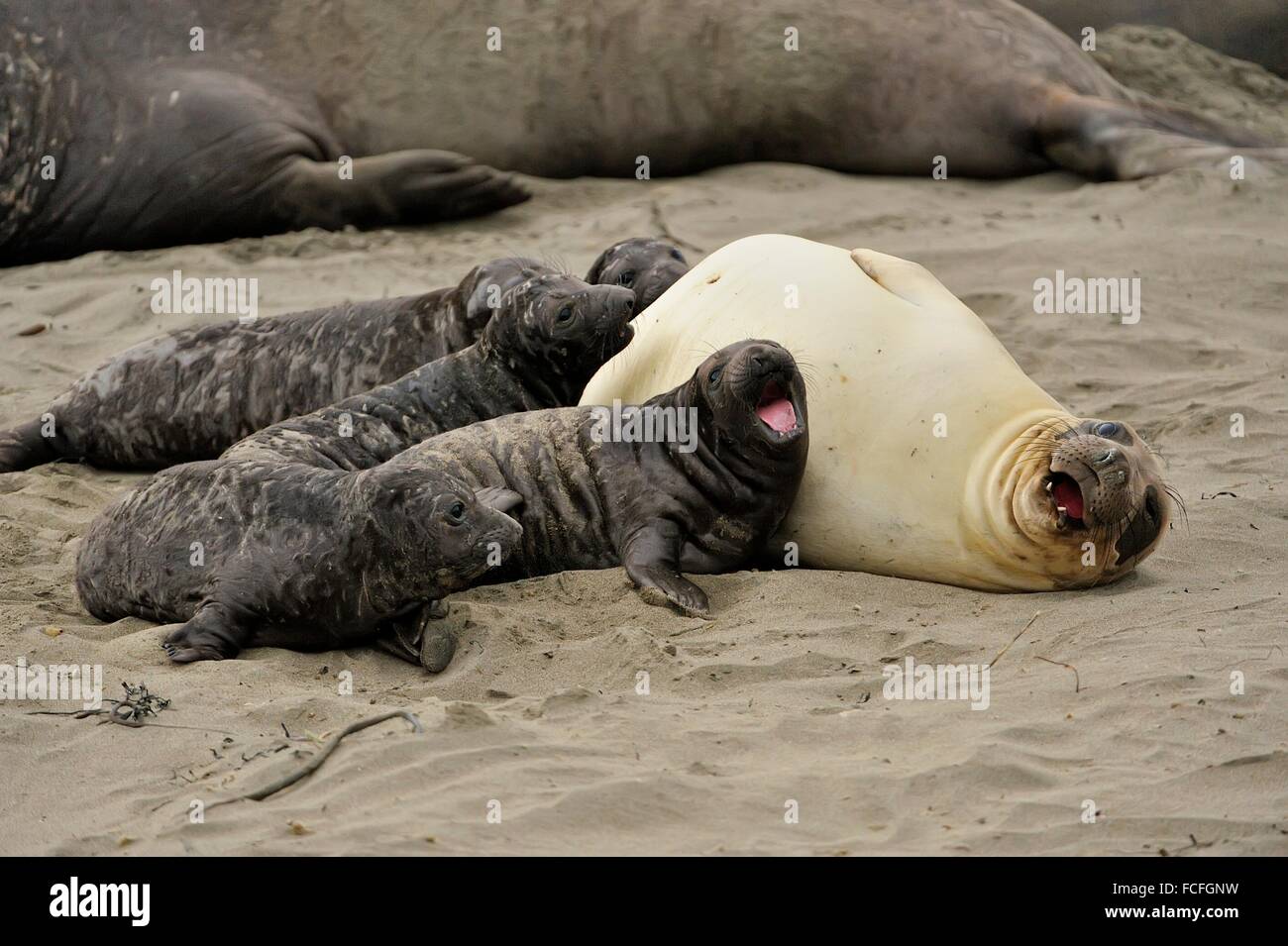 Baby elephant seal in water hires stock photography and images Alamy