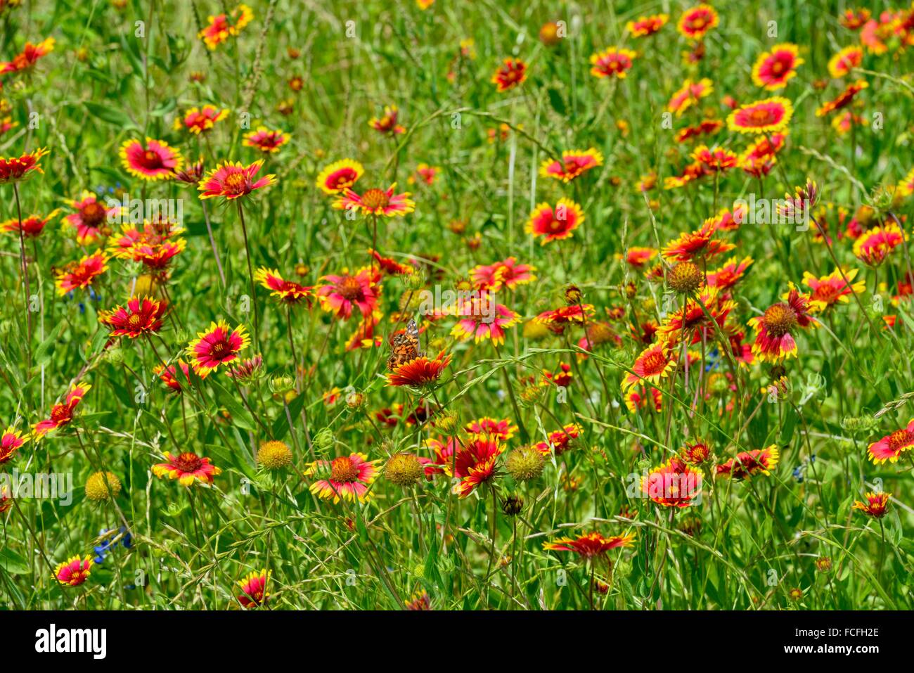 Indian blanket/Firewheel (Gaillardia pulchella), Turkey Bend LCRA, Marble Falls, Texas, USA