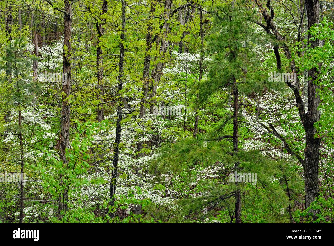Flowering dogwood in the hardwood forest, near Jasper, Arkansas, USA