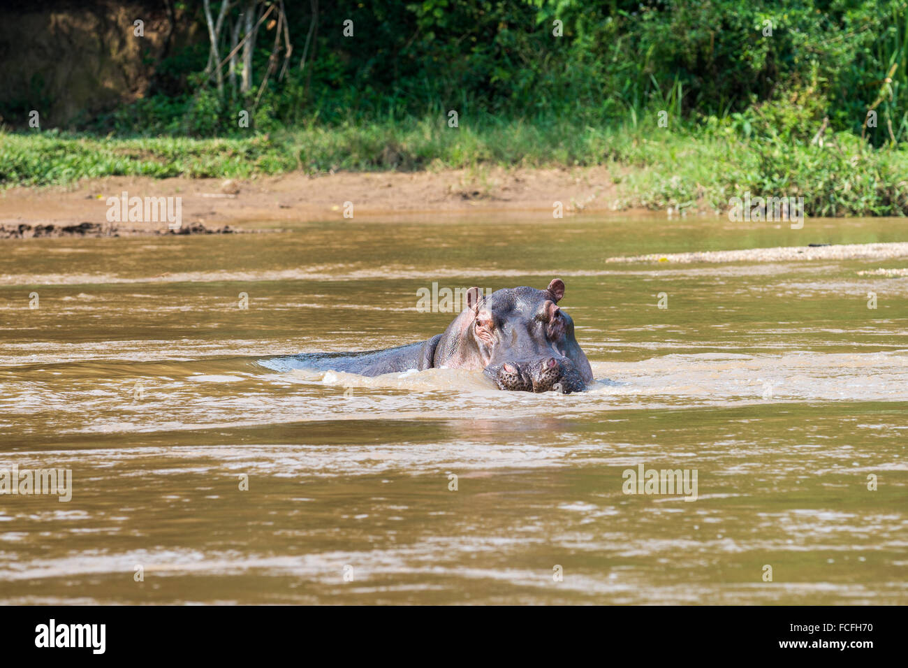 Hippos in Ishasha river, Hippopotamus amphibius, Queen Elizabeth National Park, Uganda, Africa Stock Photo