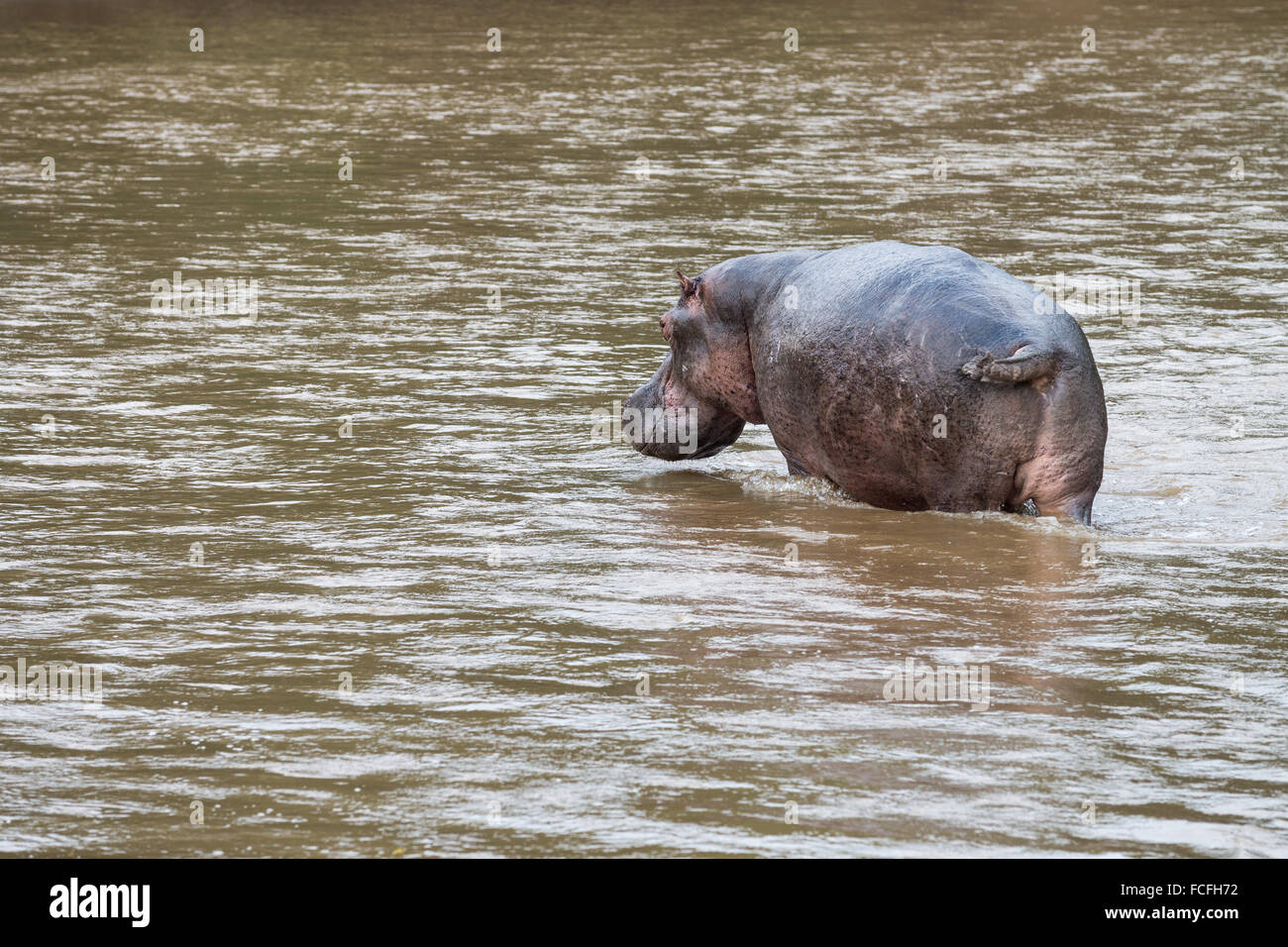 Hippos in Ishasha river, Hippopotamus amphibius, Queen Elizabeth National Park, Uganda, Africa Stock Photo