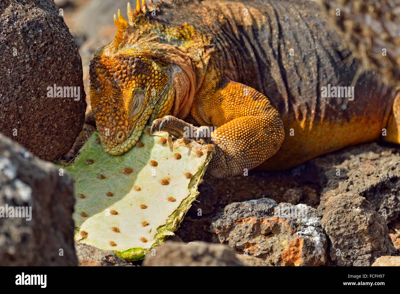 Desert animal eating cactus hires stock photography and images Alamy