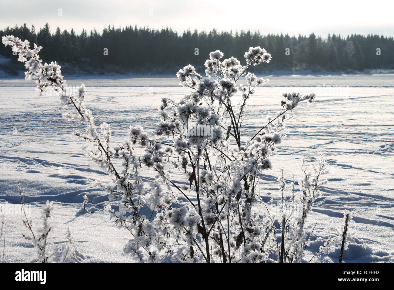 vegetation in winter landscape Stock Photo