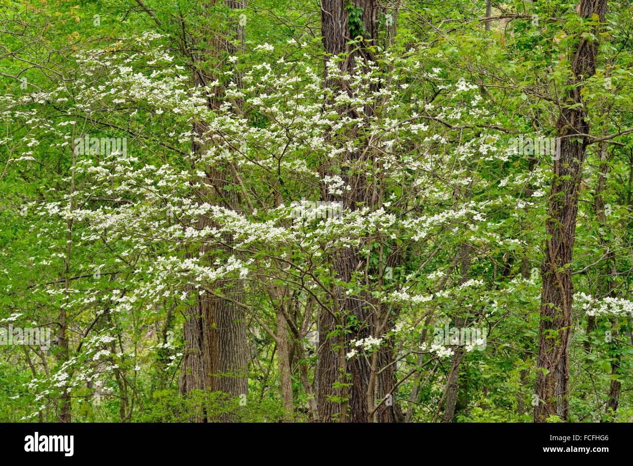 Flowering dogwood in the hardwood forest, Buffalo National River