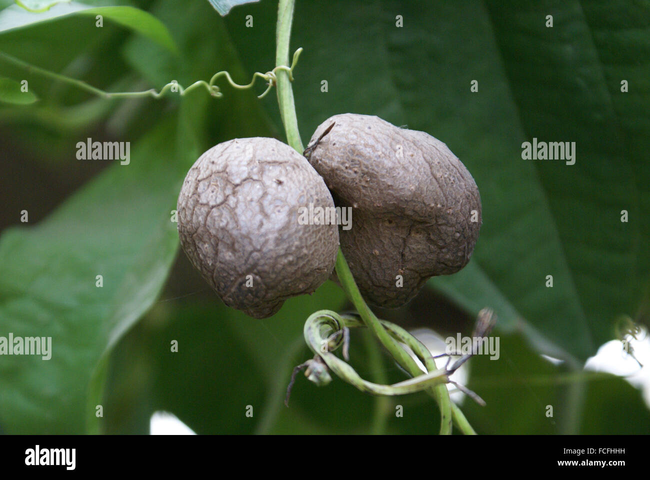 Dioscorea alata, purple yam, tuberous root vegetable with climbing planrs with heart shaped leaves, globose aerial bulbils, Stock Photo