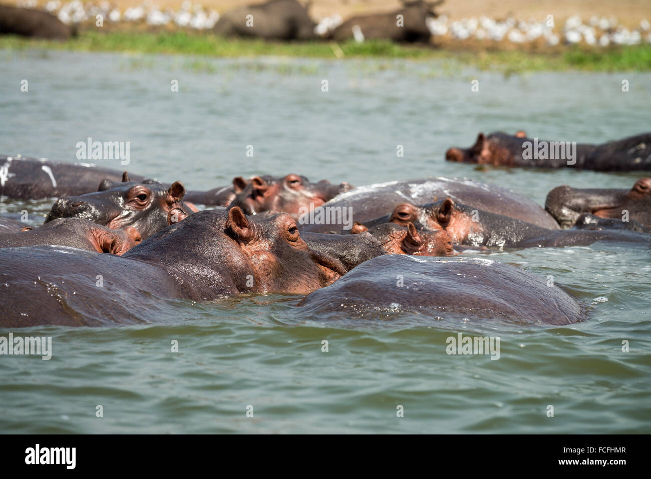 Hippos in Kazinga Channel, Hippopotamus amphibius, Queen Elizabeth National Park, Uganda, Africa Stock Photo