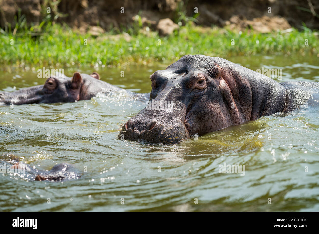 Hippos in Kazinga Channel, Hippopotamus amphibius, Queen Elizabeth National Park, Uganda, Africa Stock Photo