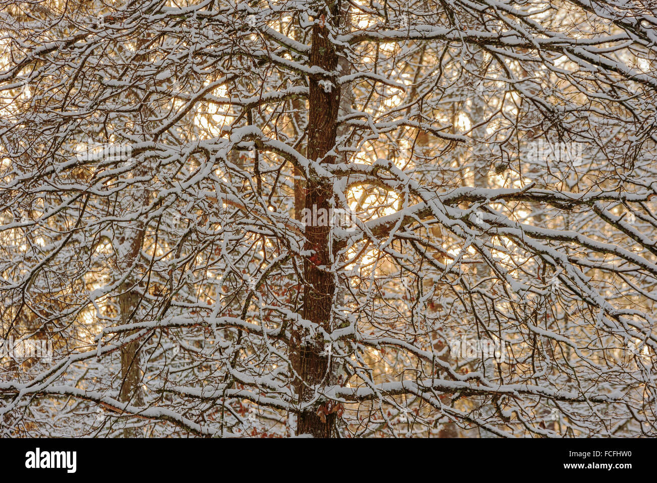 Snow covered and backlit tree in winter. Sun is behind the forest and shines through the branches. Stock Photo