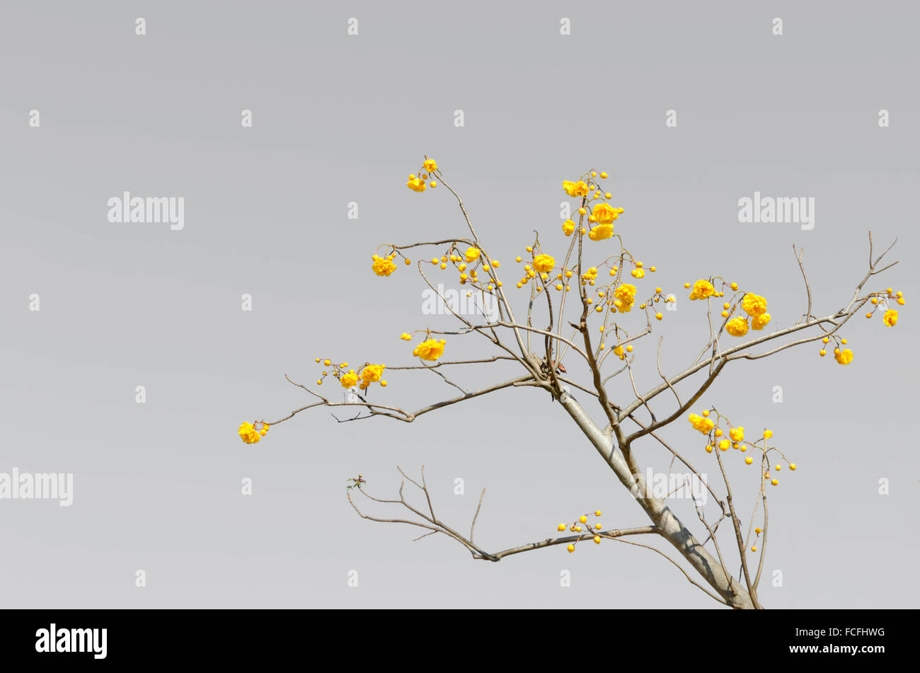 Yellow Cotton Tree over gray color background ( Cochlospermum religiosum Alston ) Stock Photo