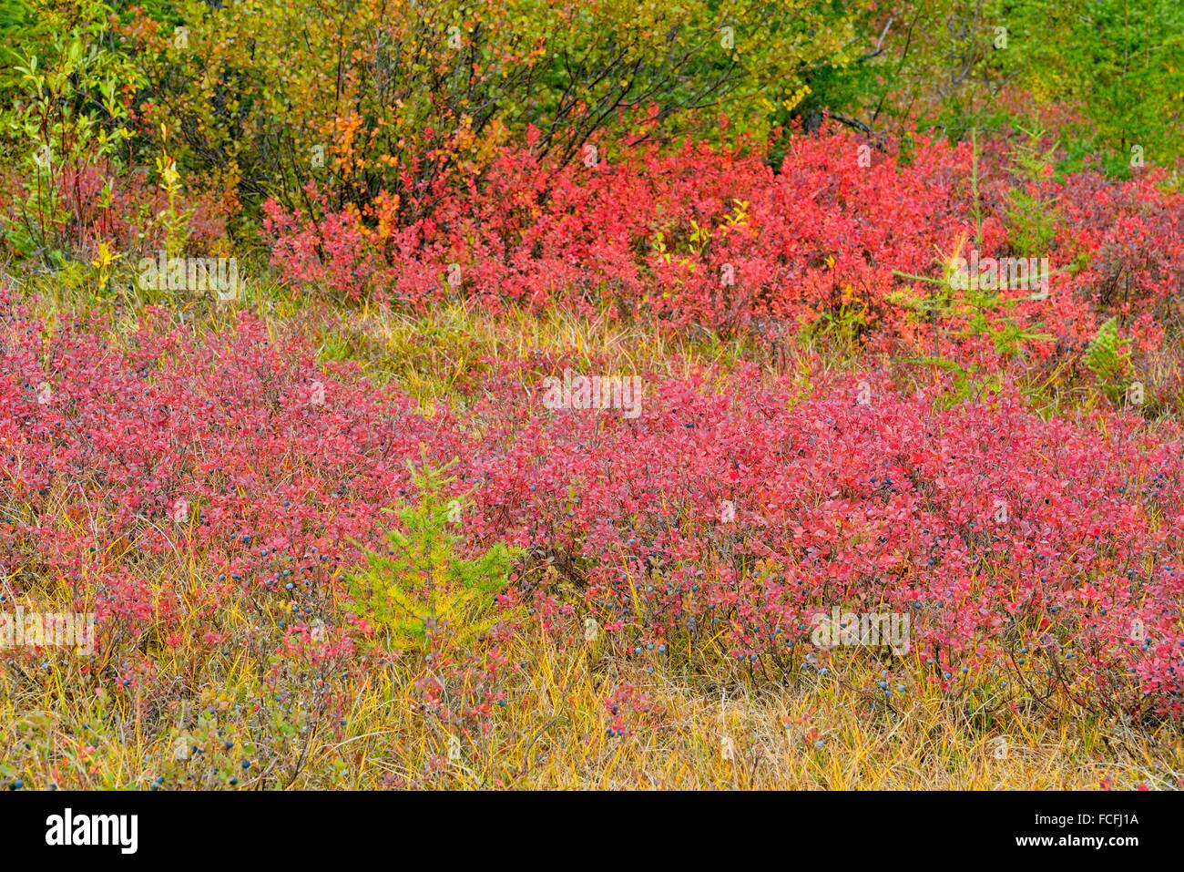 Tundra shrubs with autumn colour, Arctic Haven Lodge, Ennadai Lake