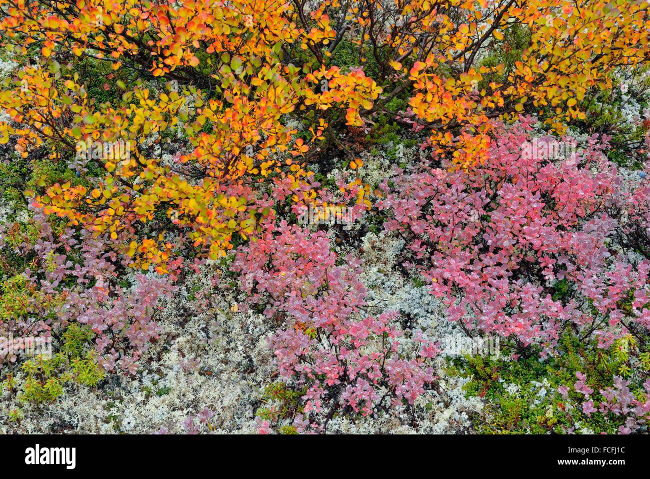 Tundra shrubs with autumn colour, Arctic Haven Lodge, Ennadai Lake