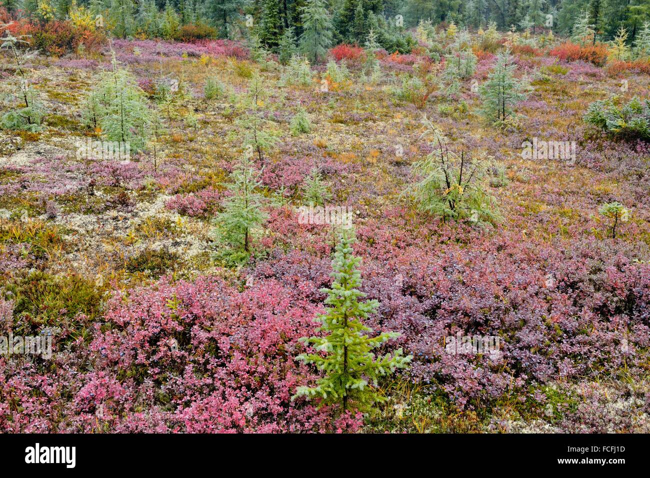 Tundra shrubs with autumn colour, Arctic Haven Lodge, Ennadai Lake