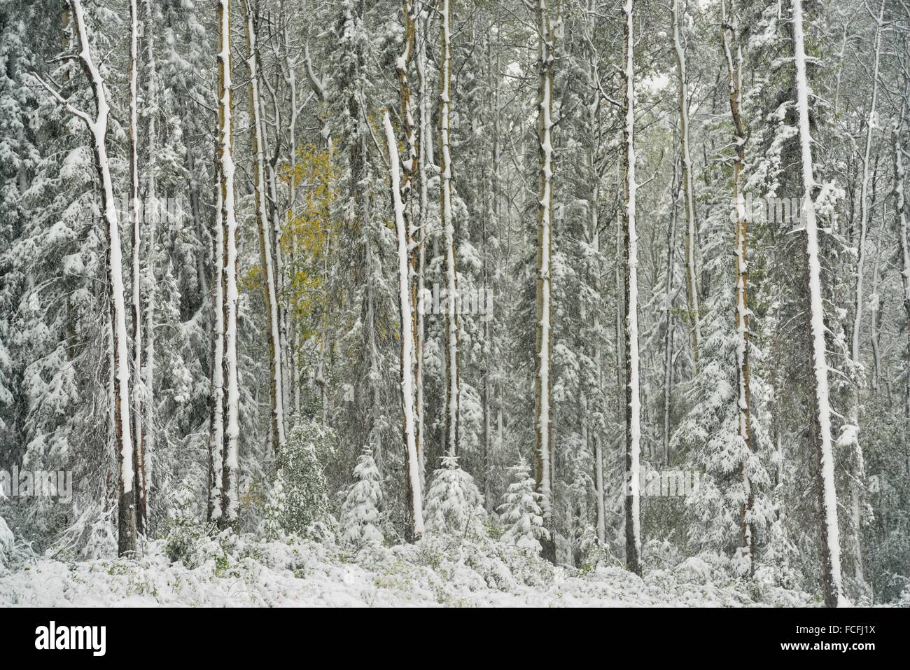 Conifer trees with wet snow in early September, Alaska Highway near