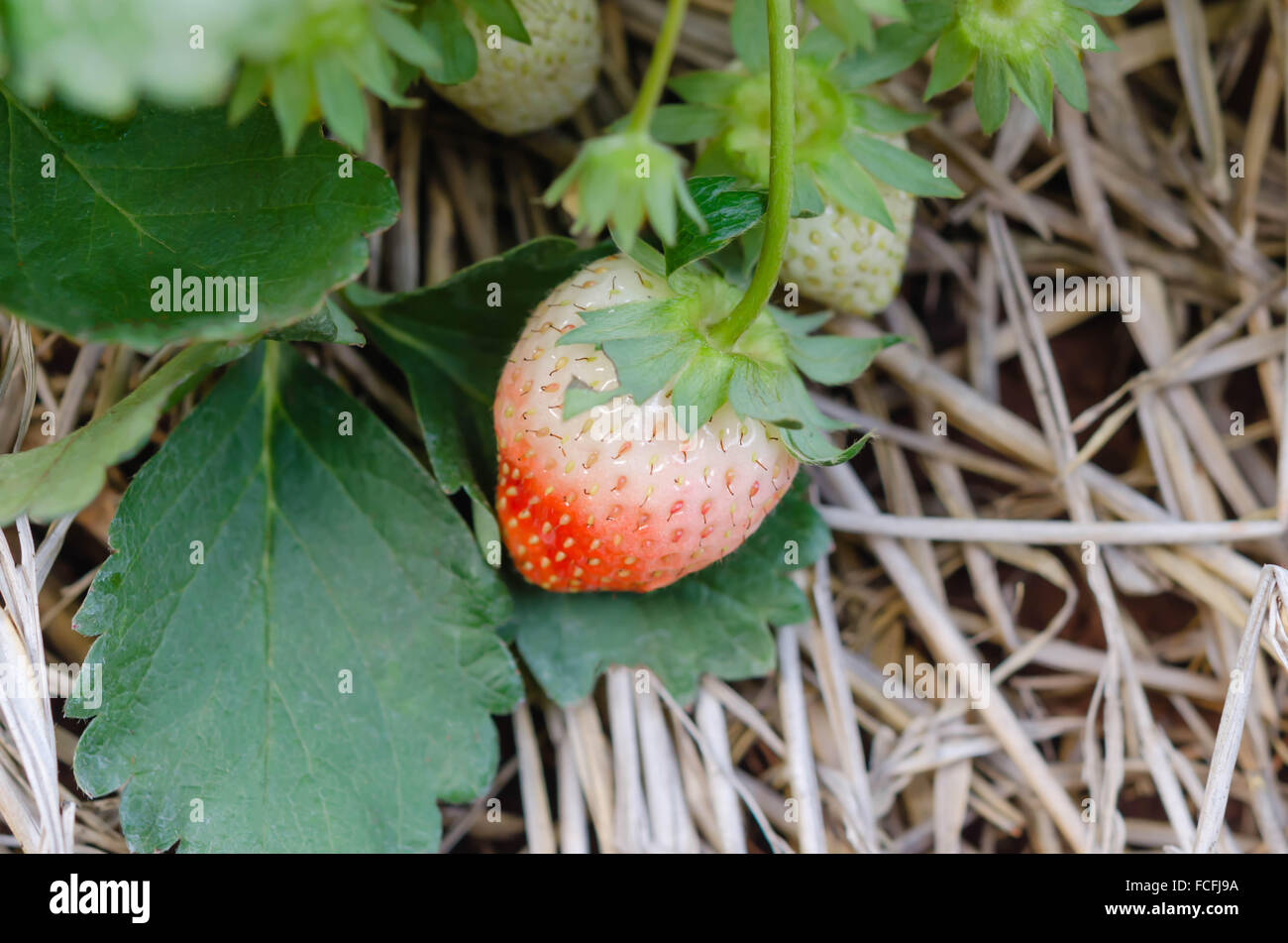 fresh Strawberry plants already ripe to harvest Stock Photo - Alamy