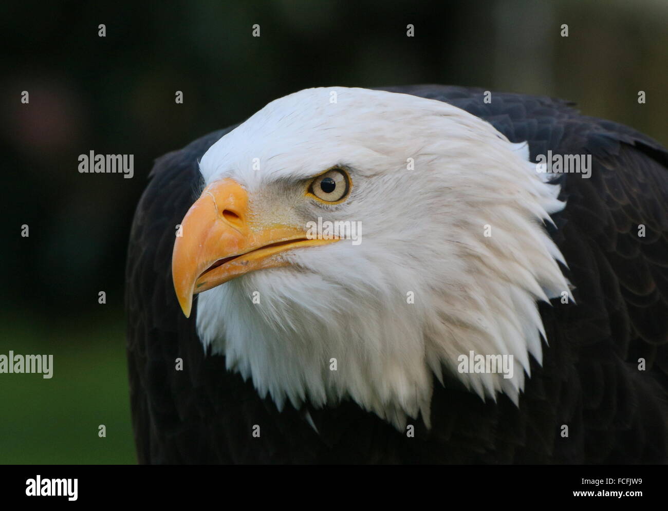 Mature North American Bald eagle (Haliaeetus leucocephalus), close-up of the head Stock Photo