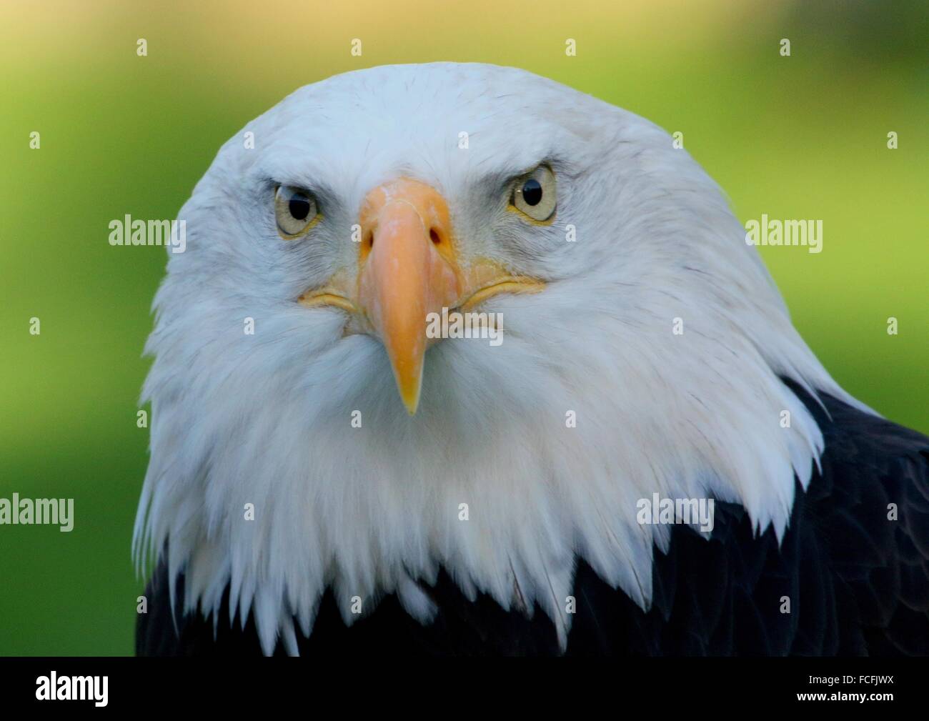 Mature male North American Bald eagle (Haliaeetus leucocephalus). Close