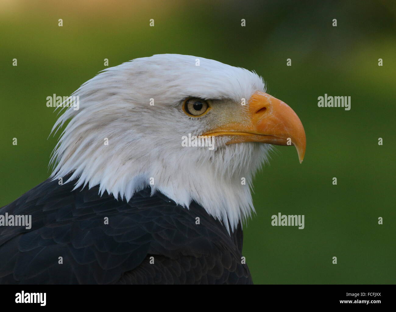 Mature North American Bald eagle (Haliaeetus leucocephalus), close-up of the head, seen in profile Stock Photo