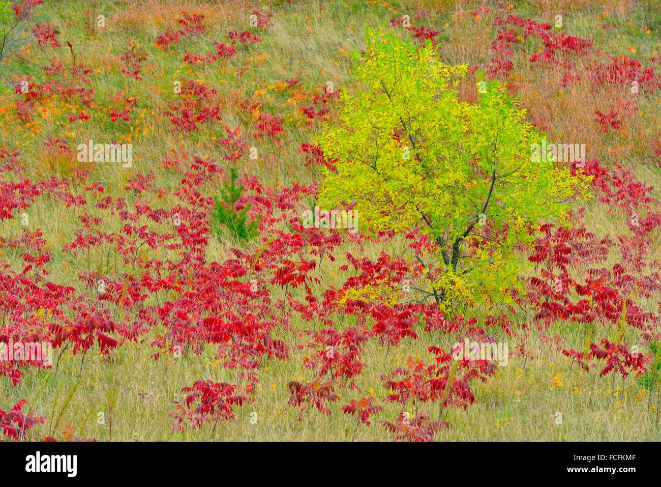 Autumn sumac and ash trees, Cass Lake, Minnesota, USA Stock Photo Alamy