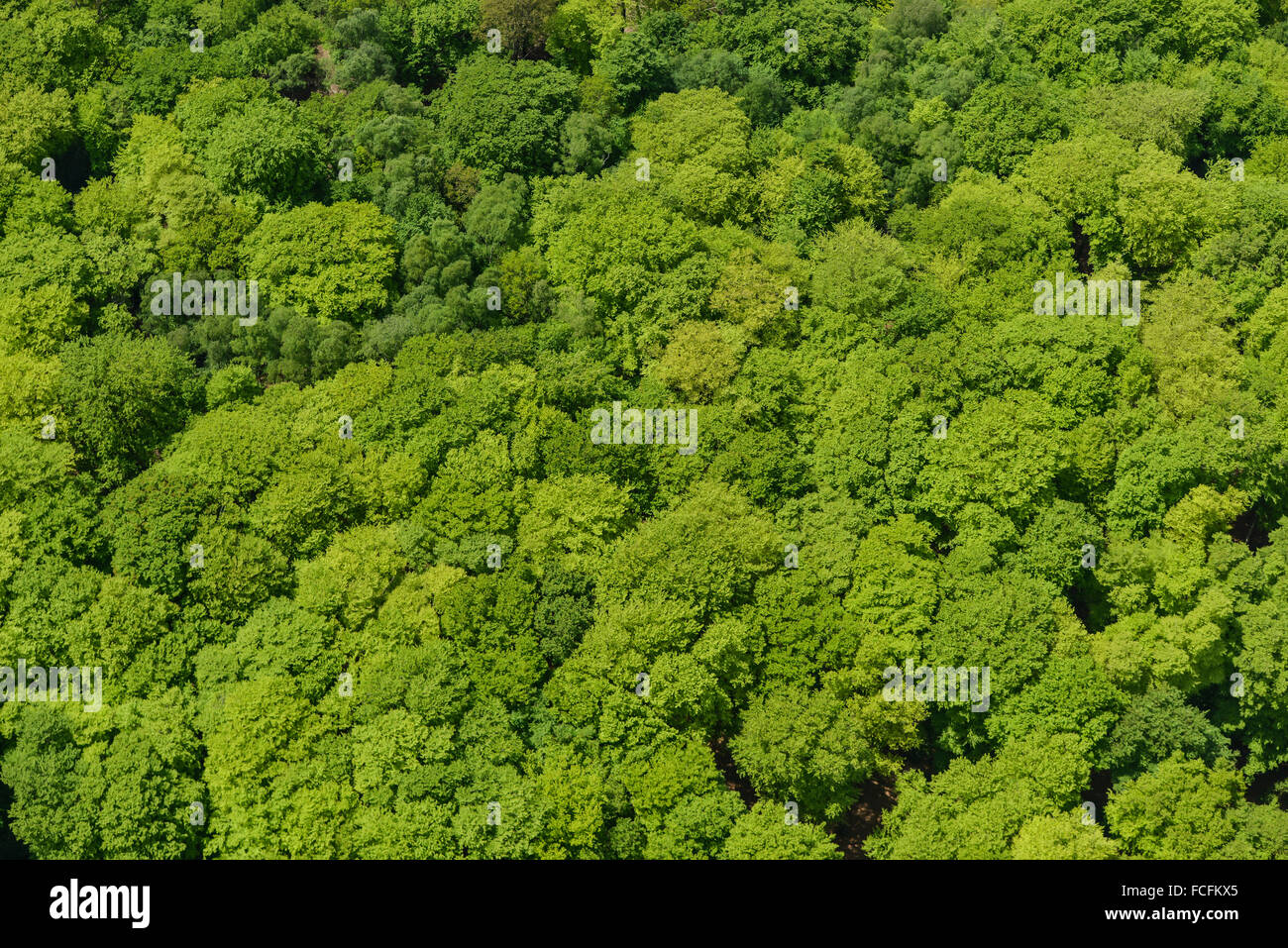 Aerial woodland canopy uk hi-res stock photography and images - Alamy