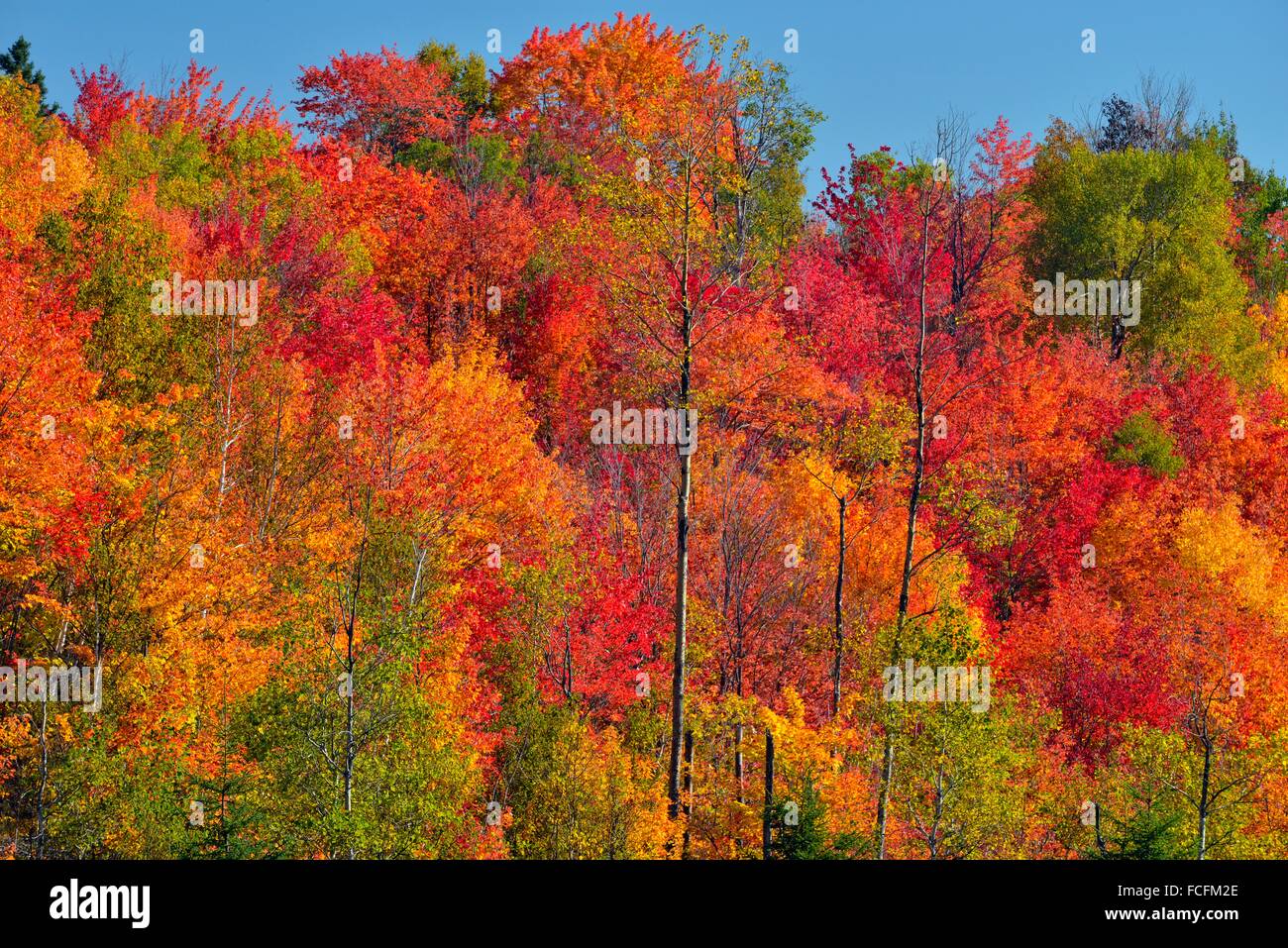 Autumn foliage in a mixed hardwood forest on a hillside, Greater Sudbury, Ontario, Canada Stock